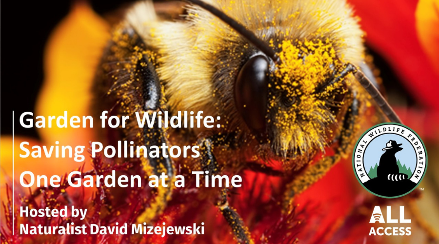 All Access: Garden for Wildlife: Saving Pollinators One Garden at a Time