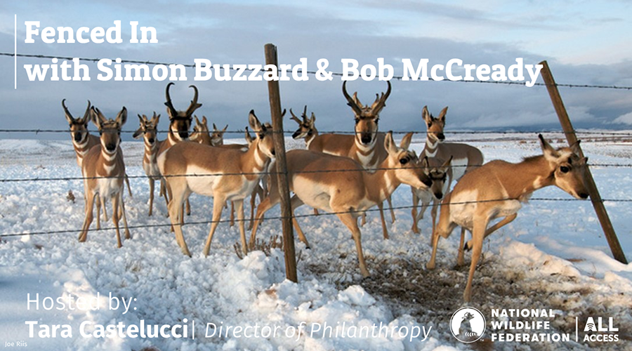 Fenced In with Simon Buzzard and Bob McCready