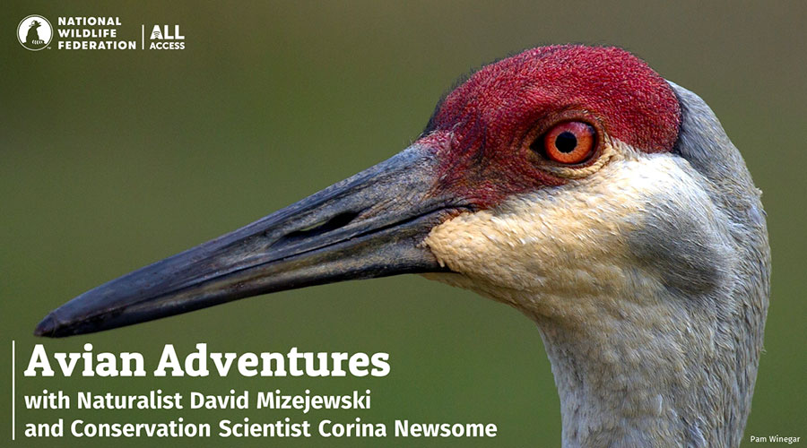 Avian Adventures with Naturalist David Mizejewski and Conservation Scientist Corina Newsome