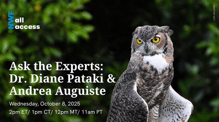 All Access Ask the Experts: Dr. Diane Pataki & Andrea Auguiste
