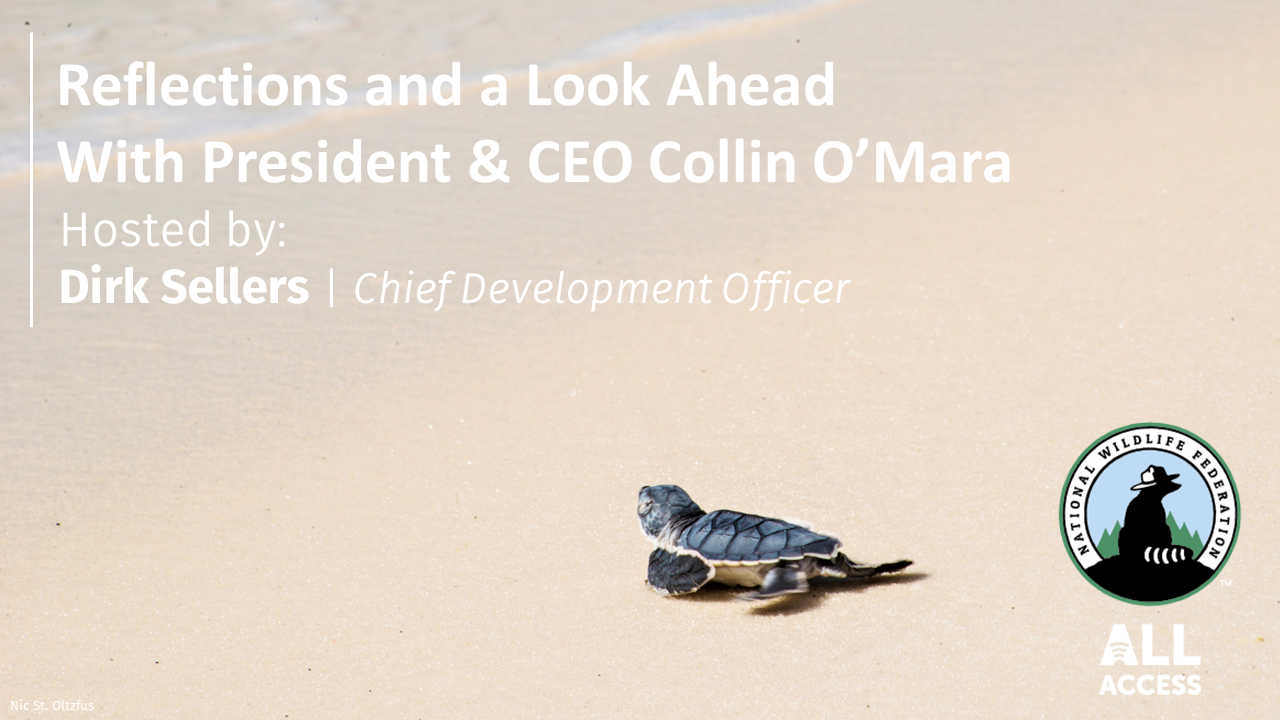 Ad for the 2022 Relections webcast will a sea turtle on the beach in the background