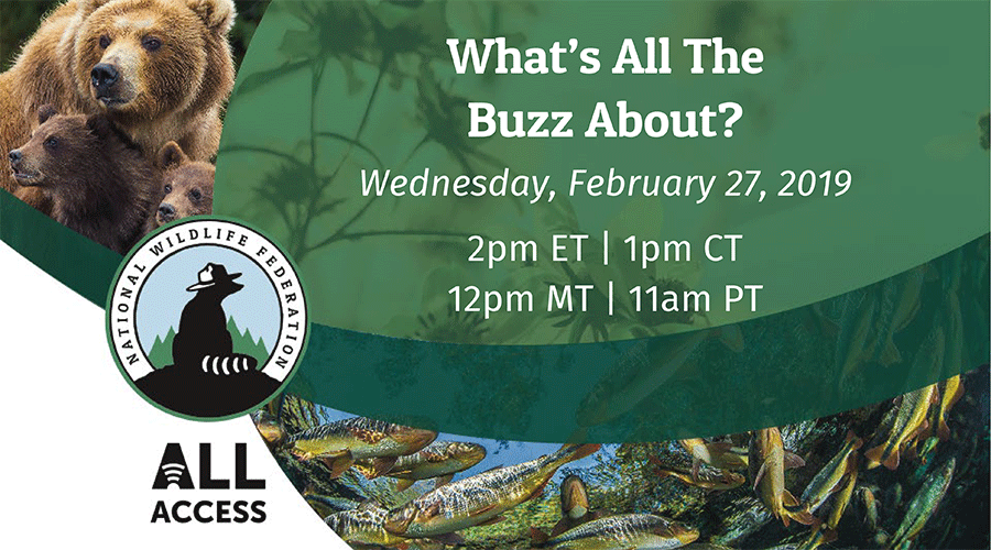 What's All The Buzz About?