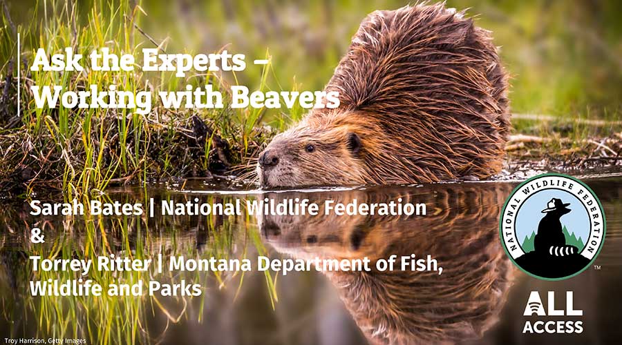 Ask the Experts - Working with Beavers