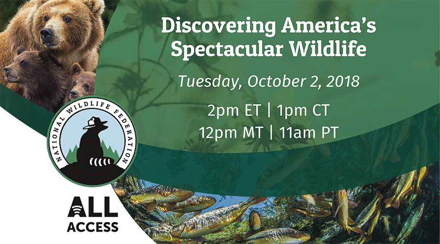Discovering America's Spectacular Wildlife