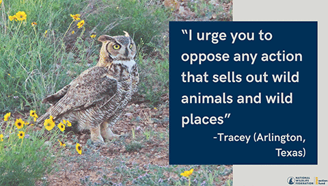"I urge you to oppose any action that sells out wild animals and wild places." - Tracey (Arlington, Texas)