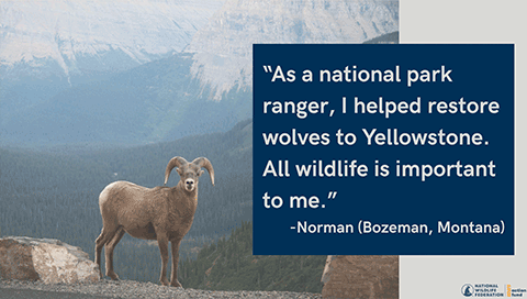 "As a national park ranger, I helped restore wolves to Yellowstone. All wildlife is important to me." - Norman (Bozeman, Montana)