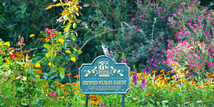 A distant view of a garden densely planted with pink, red, orange, and yellow flowers. A bird is perched on a Certified for Wildlife Habitat lawn plaque.