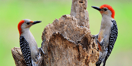 Two red-bellied woodpeckers looking for insects while perched on a rotting tree snag.