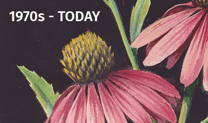 A pink coneflower painting with the words "1970s - today" in bold letters.