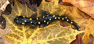 Salamander on leaf