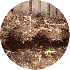 Leaves in compost pile