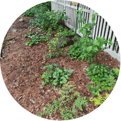 Leaves being used as mulch in garden bed