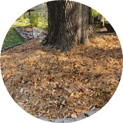 Fallen leaves surrounding tree trunk