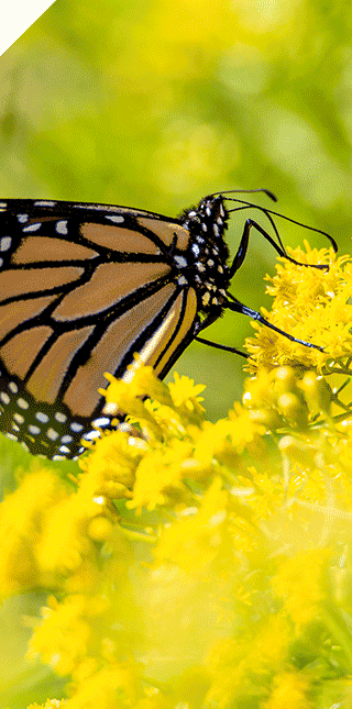 Monarch butterfly on goldenrod
