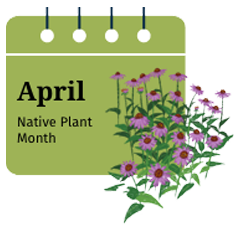 Calendar graphic listing April as Native Plant Month with flowers next to it