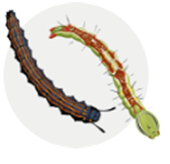 Illustration of caterpillars