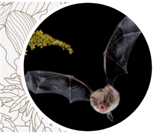 Bat flying with flowering yellow plant in background