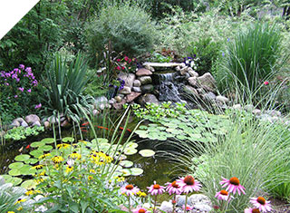 Backyard pond