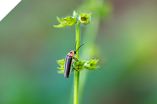 Firefly crawling on Lyreleaf Sage plant