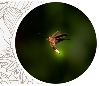 Firefly glowing while flying