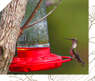 Hummingbird perched on hummingbird feeder