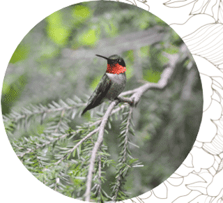 Ruby-throated hummingbird perched on tree branch