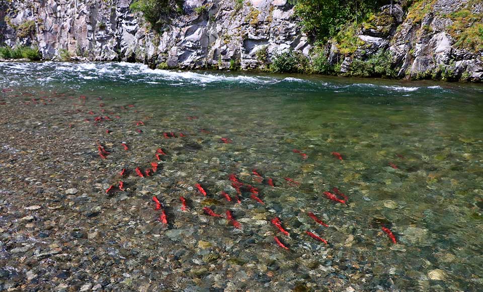 Sockeye salmon in the Tongass National Forest, AK; Photo credit: Aaron Kindle