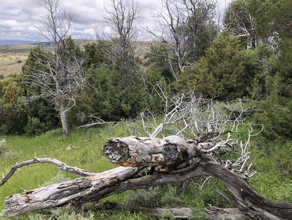Dead aspens take over