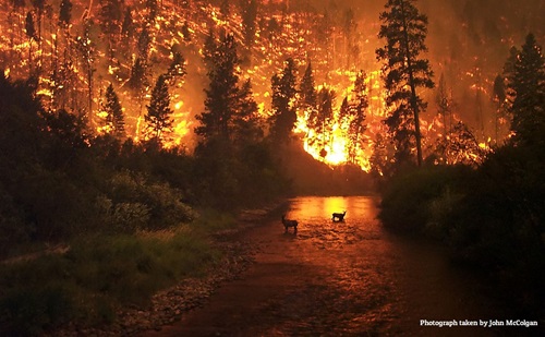 Wildfire-River-Elk