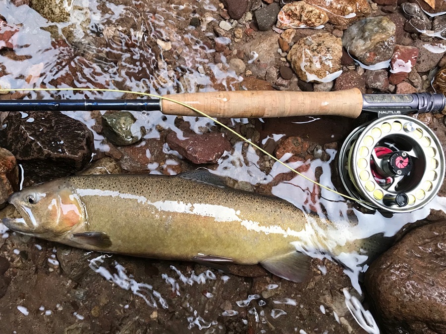 Gila trout with fly rod, photo credit: Andrew Black