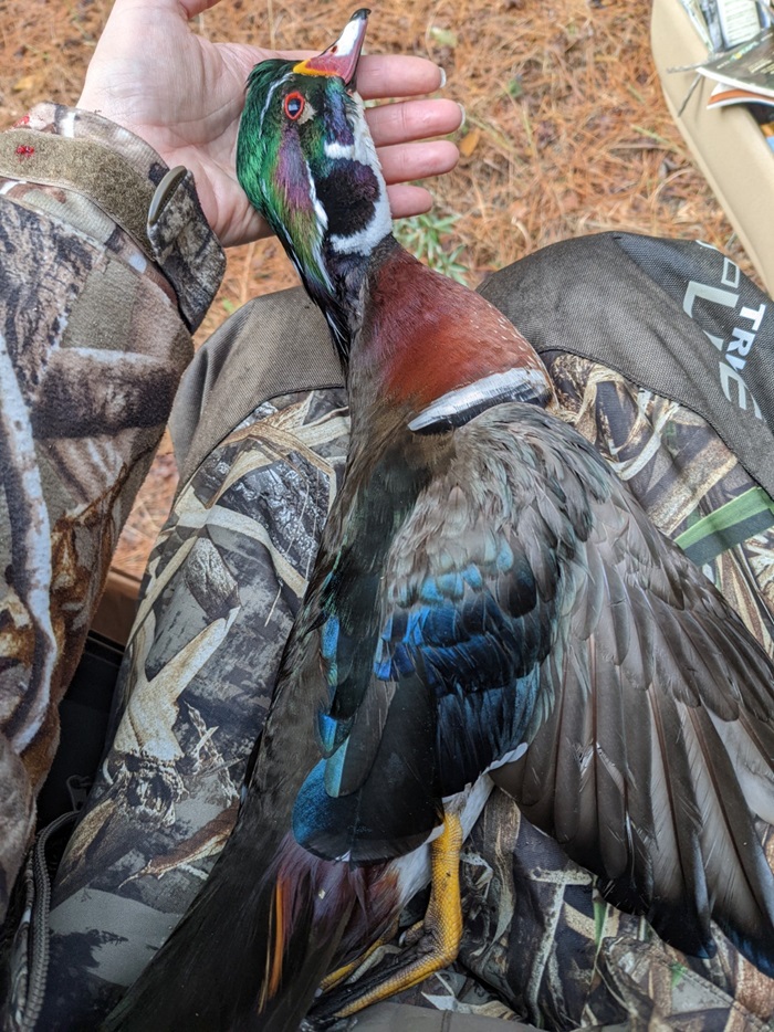 Harvested Wood Duck for Olivias Table - Photo credit: Breanna Bashford, R3 Coordinator