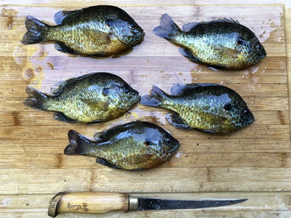 PumpkinseedSunfish_FilletCuttingBoard_DYoungeDyke