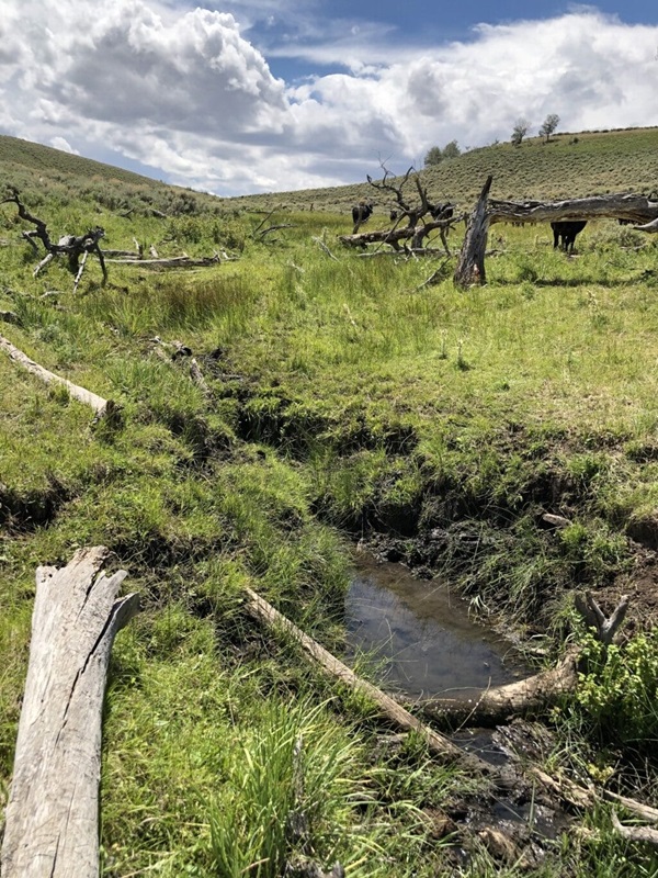 meadow and stream