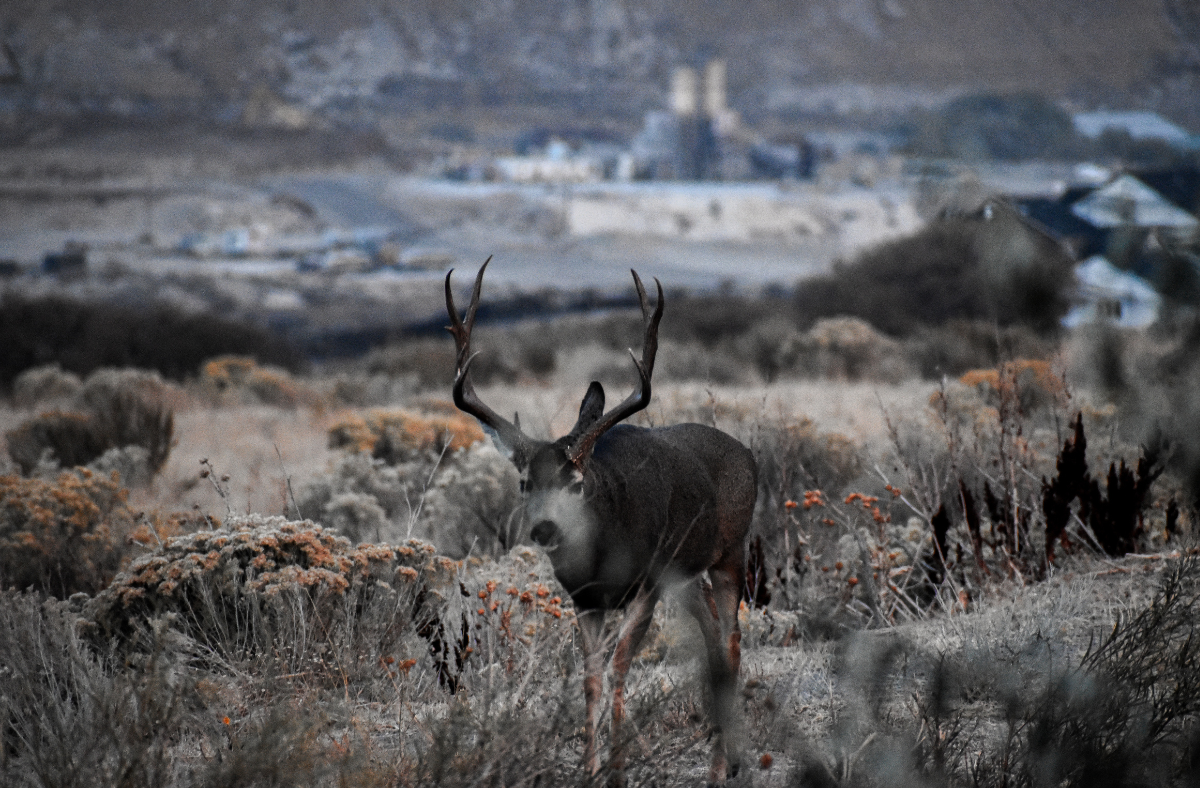 Tribal Wildlife Corridors Act | Outdoors | National Wildlife Federation