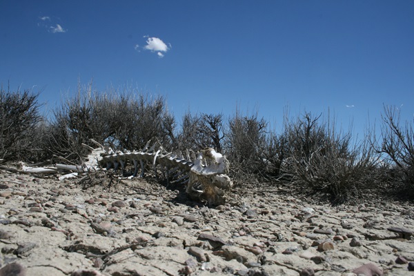 Pronghorn skeleton