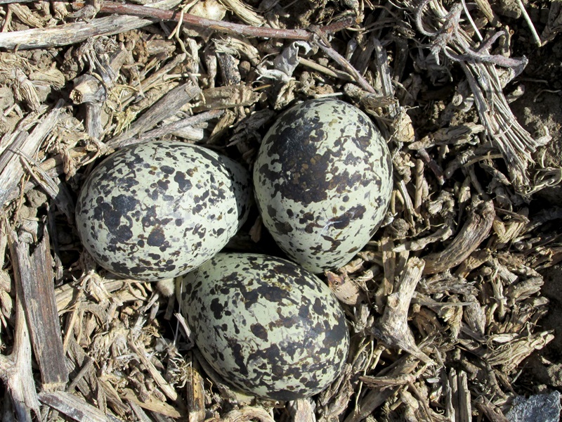 eggs