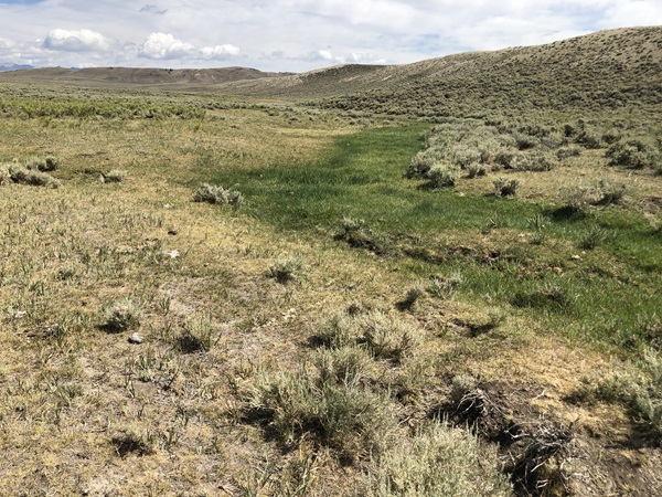 sage grouse meadow