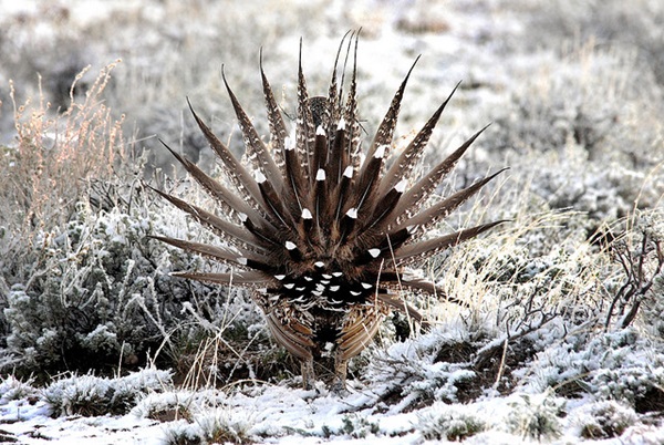 tail feathers
