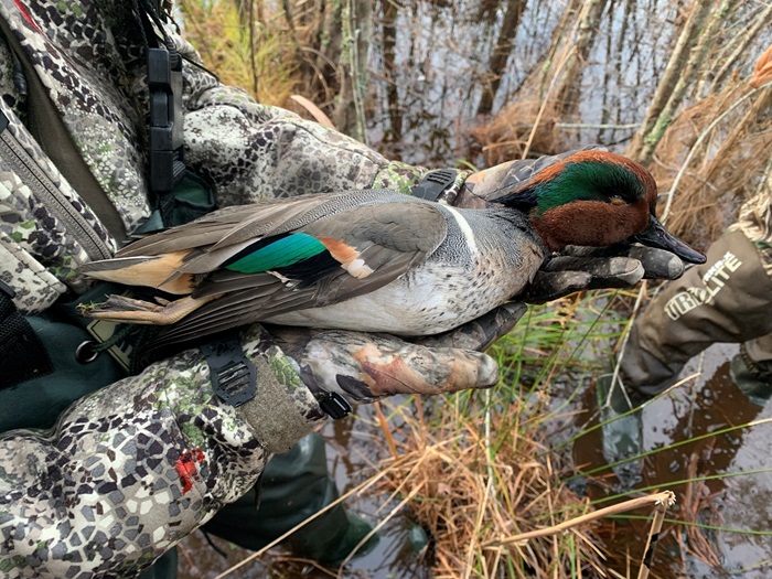 Duck harvest
