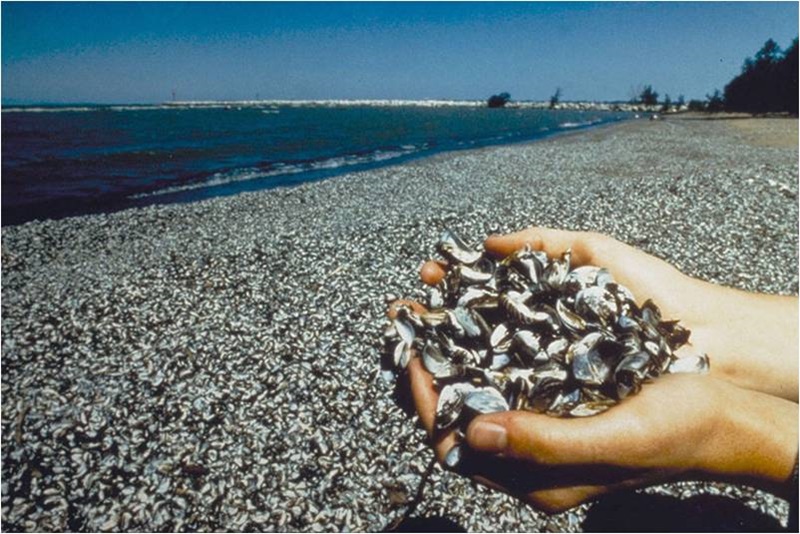 Zebra Mussel on Lake Erie, photo credited to USEPA