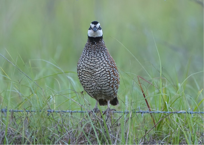 bobwhite quail on fence