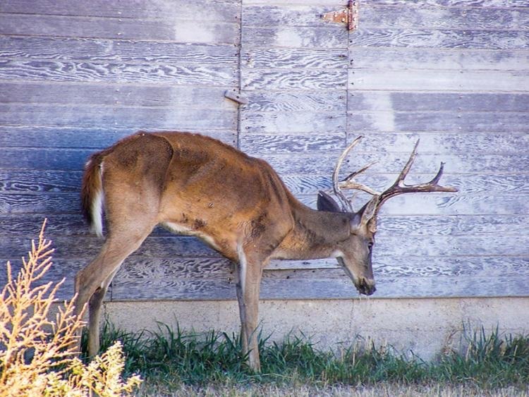 CWD Deer