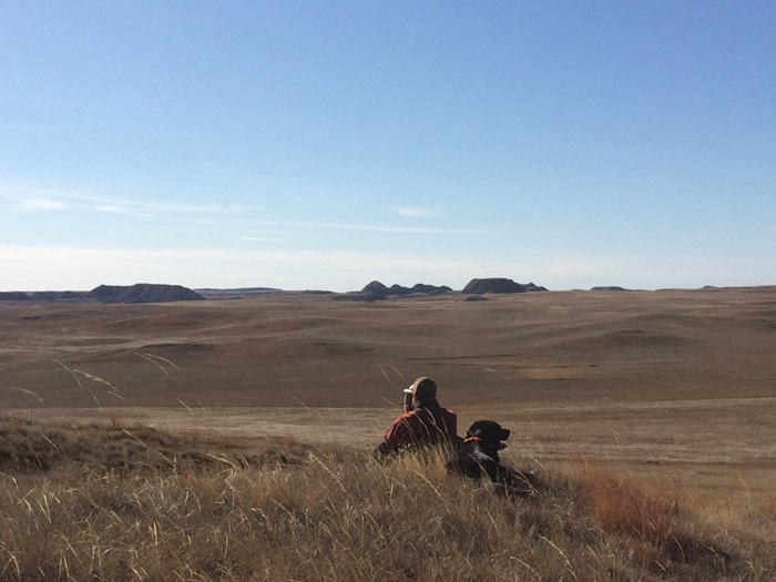 glassing for animals with dog in grasslands