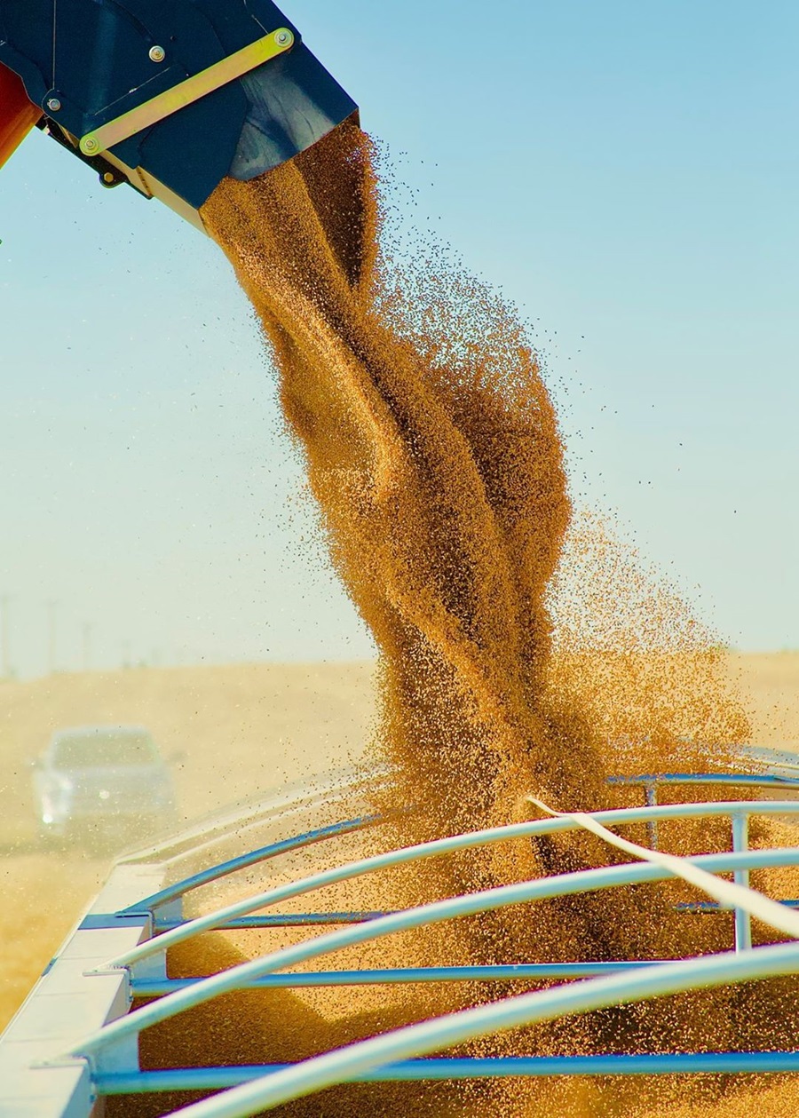 Grain pouring out of machine. Photo Credit: Matt Vincent
