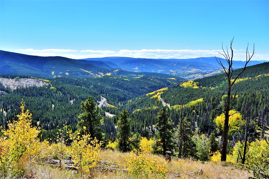Aspens