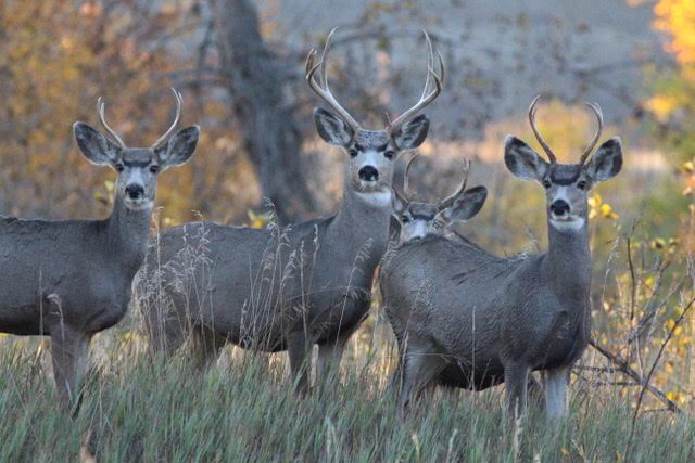 Mule deer