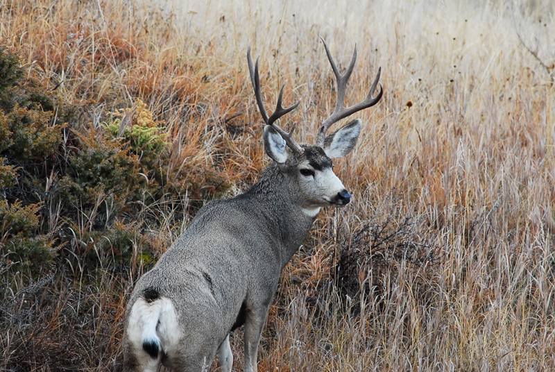 Buck North Dakota