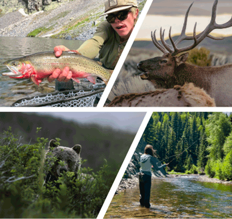 Collage of images featuring angler with Cutthroat trout; Grizzly bear; Angler in stream; and Elk