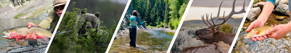 Collage of images featuring angler with Cutthroat trout; Grizzly bear; Angler in stream; Elk; and close up of hands holding Cutthroat trout