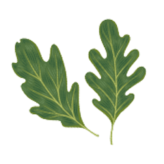 Illustration of two oak leaves